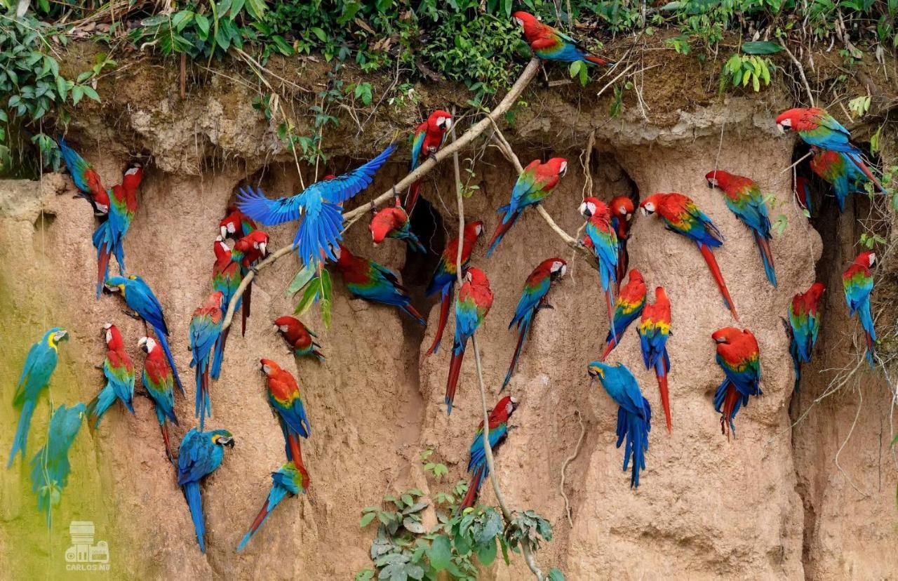 Monte Amazonico Lodge Tambopata Dış mekan fotoğraf